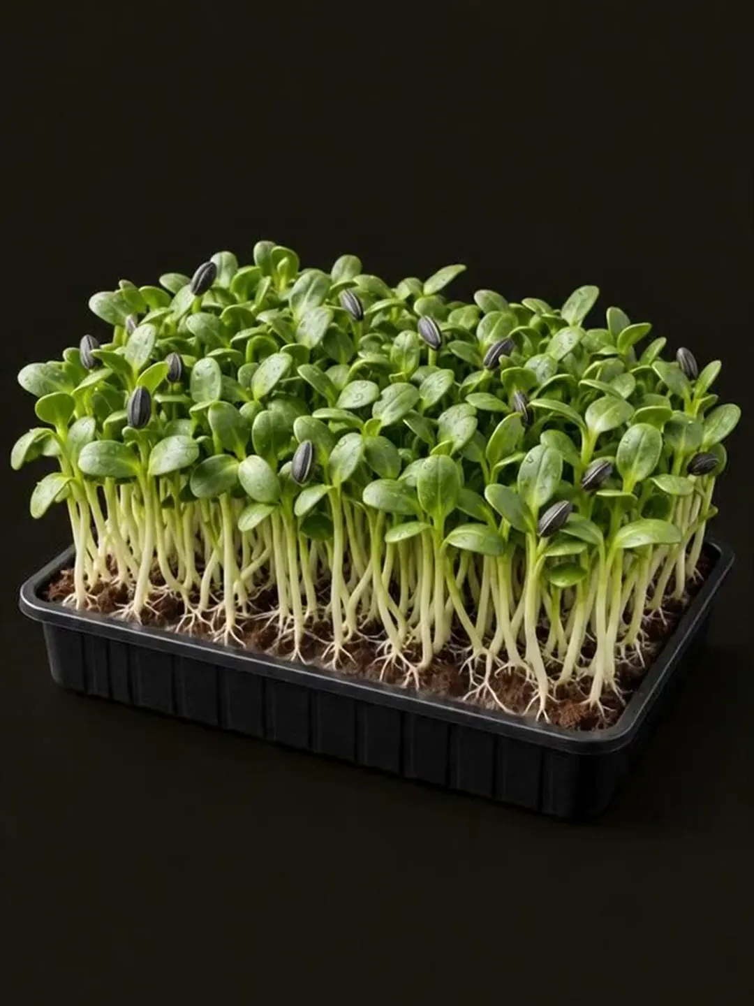 A tray of sunflower microgreens